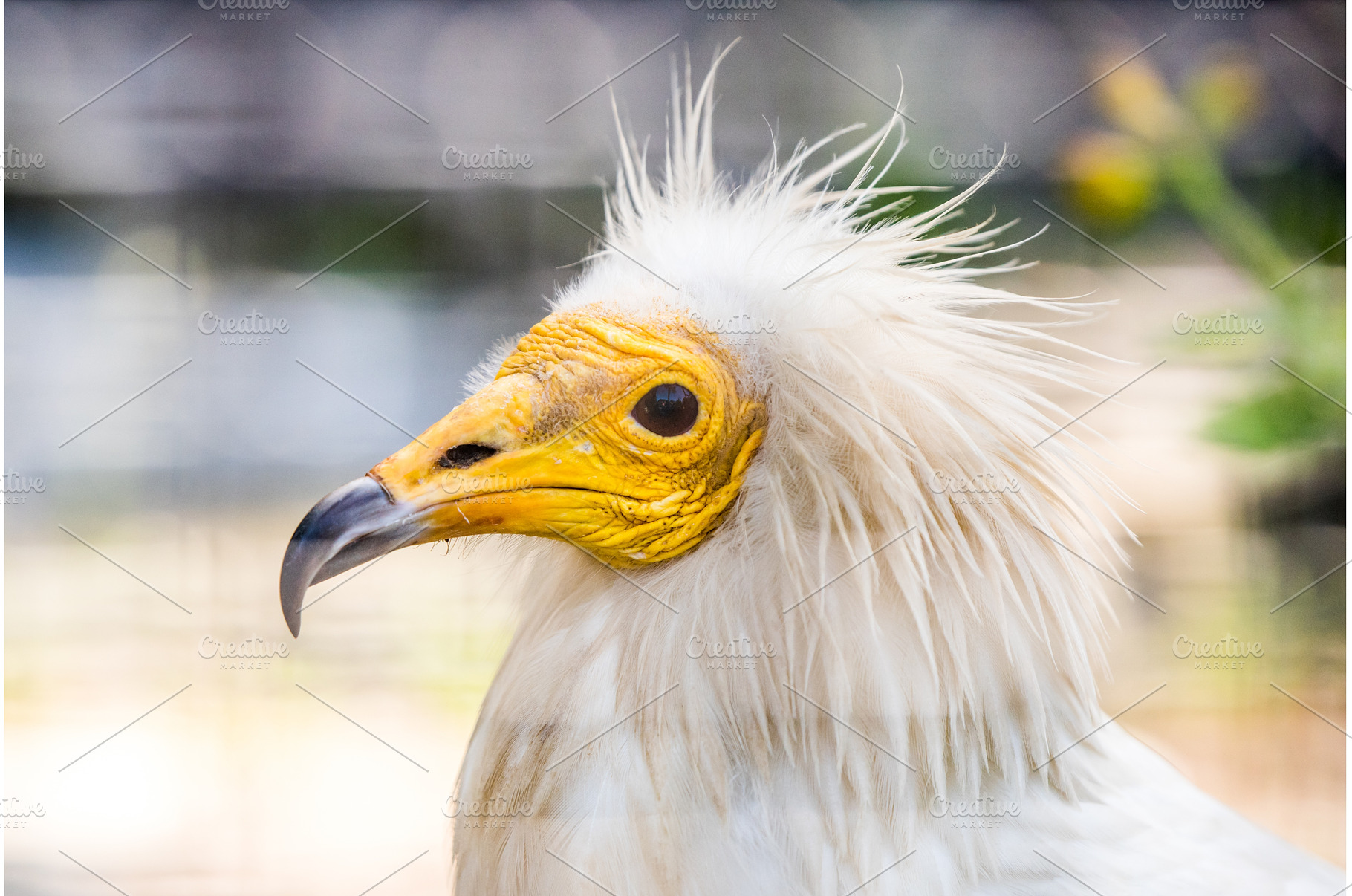 Egyptian vulture close-up detail, an Animal Photo by COLORFUL