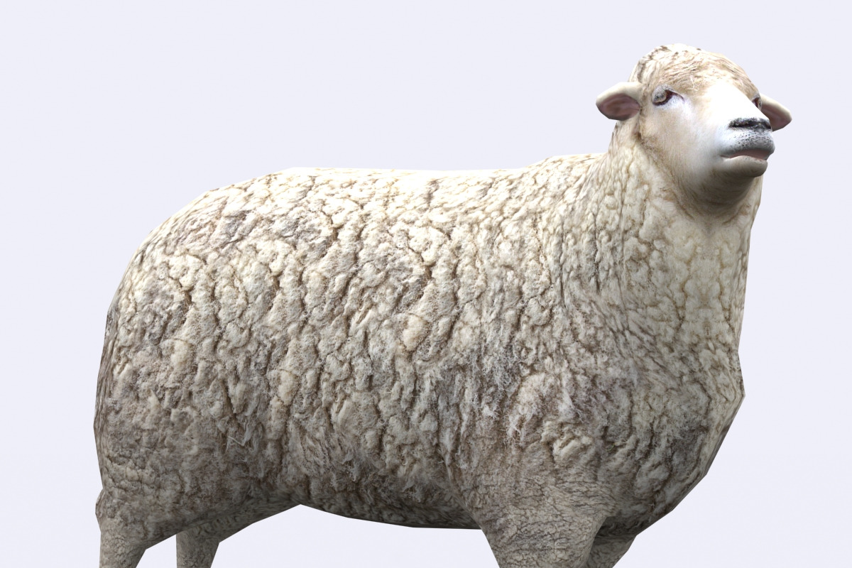 3DRT - Domestic animals - Sheep, an Animal 3D Model by 3DRT.com (Photo 3 of 3)