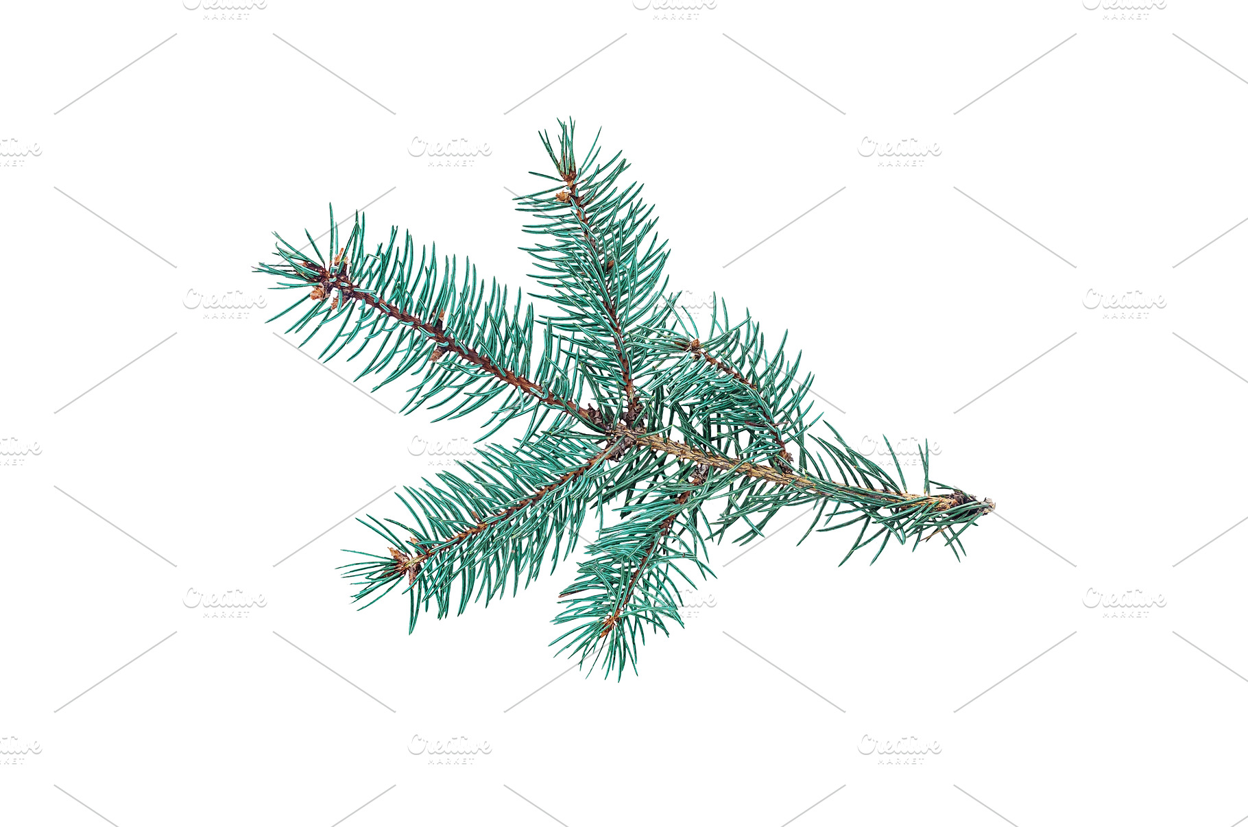 Fir branch on white background, a Holiday Photo by yanadjana