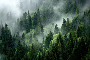 Misty Mountain Forest Green Trees Na, a Photo by Pixeness Studio