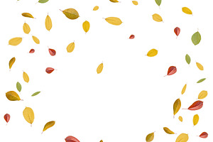 Falling yellow, orange and green cherry tree leaves on isolated, a Nature Photo by ndanko