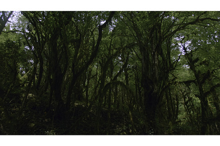 Dense green forest with mossy trees, a Nature Photo by Media Whale Stock