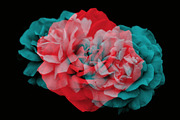 Elegant Floral Photoshop Brushes, a Brush Add-On by Milka (Thumbnail 2 of 10)
