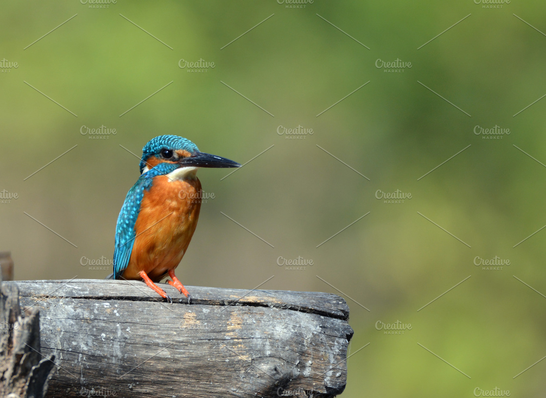 King fisher stock picture, an Animal Photo by K_Srinivas