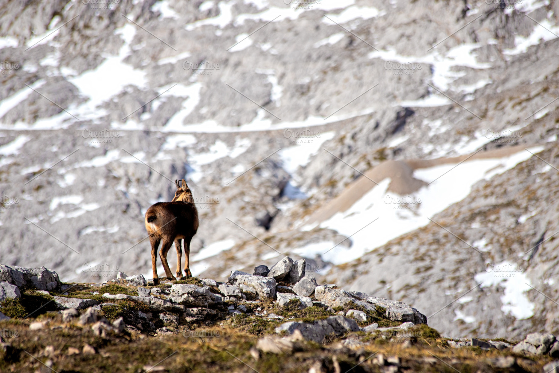 Chamois on the peaks of the National, an Animal Photo by Perpis
