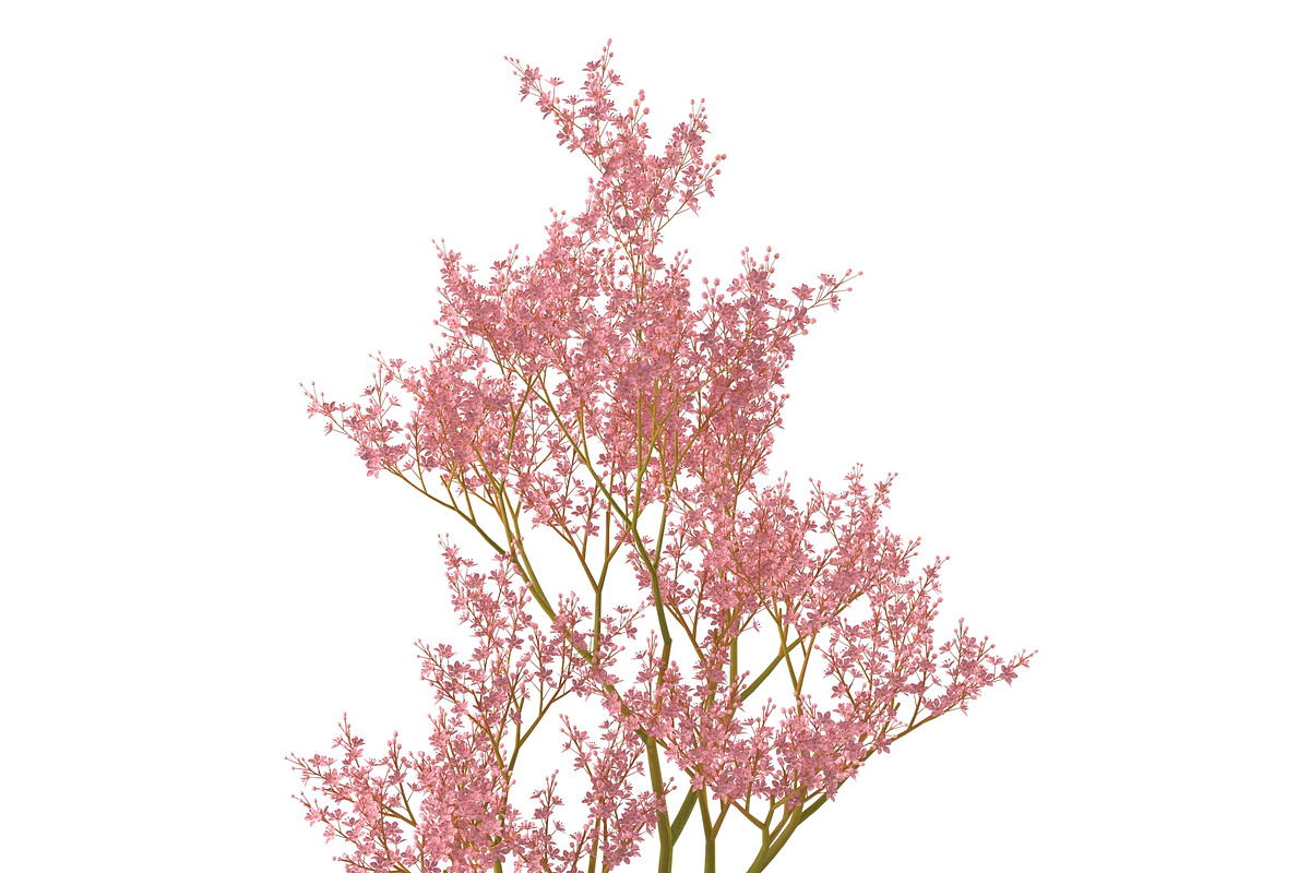 Filipendula rubra, a Plants & Tree 3D Model by AndrewWhite (Photo 9 of 11)