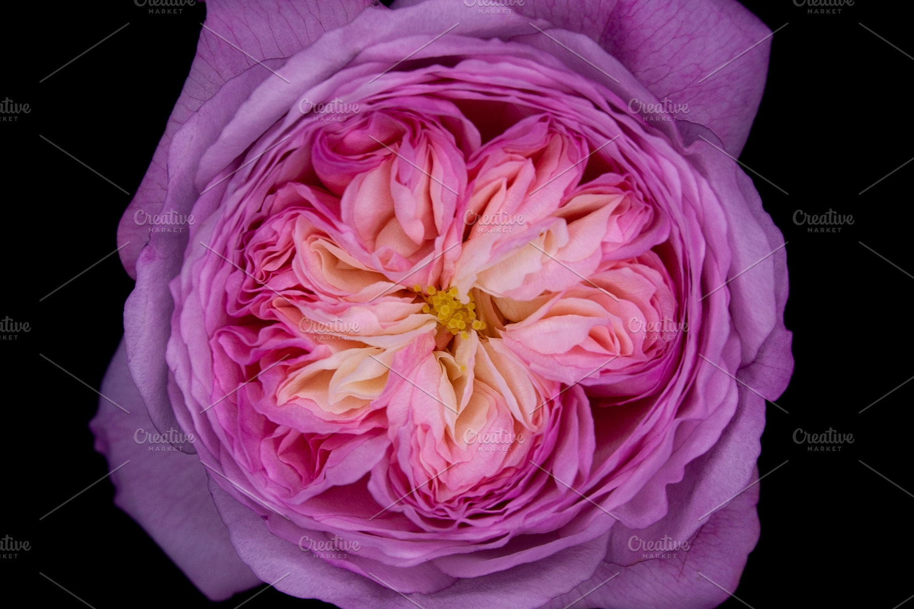 My Constance Rose II, a Nature Photo by M.Pellot Photography
