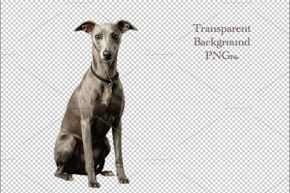 Grey Whippet Dog Portrait, an Animal Photo by VetalStock (Photo 1 of 2)