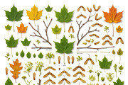 3 Botanical Knolling Elements Pack, an Education Illustration by StockVerse Creative (Thumbnail 2 of 4)