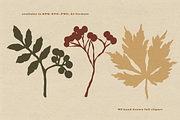 Autumn Botanicals Clipart, a Seasonal Illustration by RaDavCrafts (Thumbnail 2 of 12)