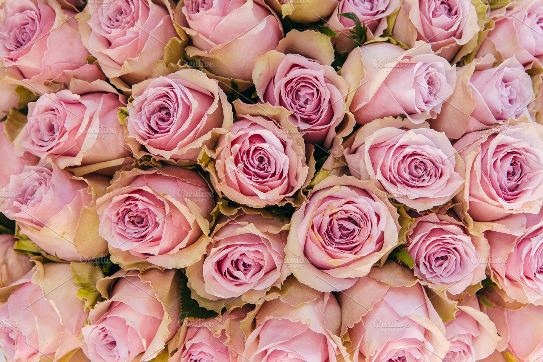 Rose buds background, a Nature Photo by Fargana