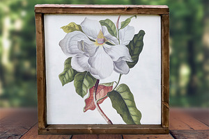 Magnolia Clipart