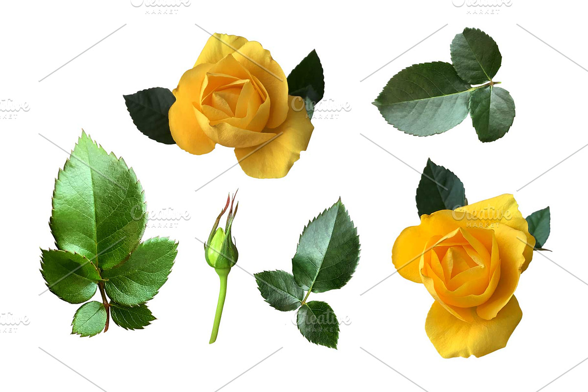 Roses Photo clipart, a Nature Photo by Contes_de_fée (Photo 3 of 4)