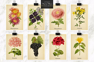 Antique Fruit & Flowers Graphics