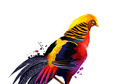 Tropical Birds SET, Exotic Species, an Animal Illustration by Dneprstock (Thumbnail 5 of 10)