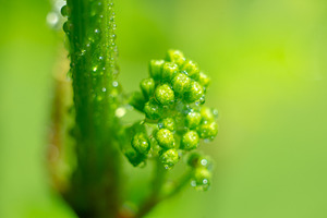Vine grapes with water drops in spring, a Food & Drink Photo by Mark Borbely
