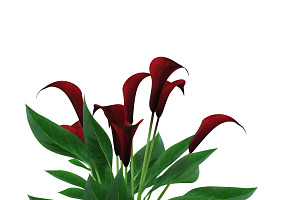 Calla Lily Purple