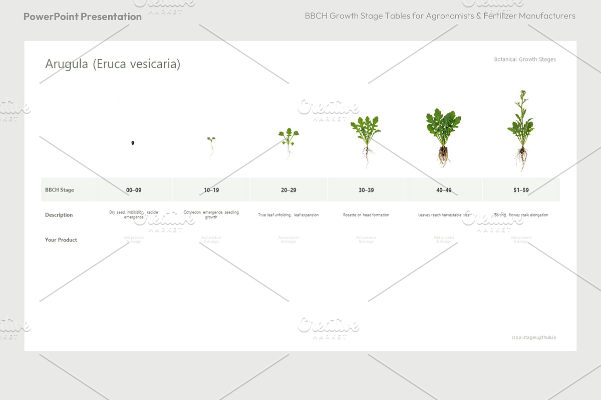 BBCH Growth Stages, Cabbages & Green, a Presentation Template by Ilia Design (Photo 3 of 10)