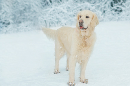 white Labrador dog closeup photo on