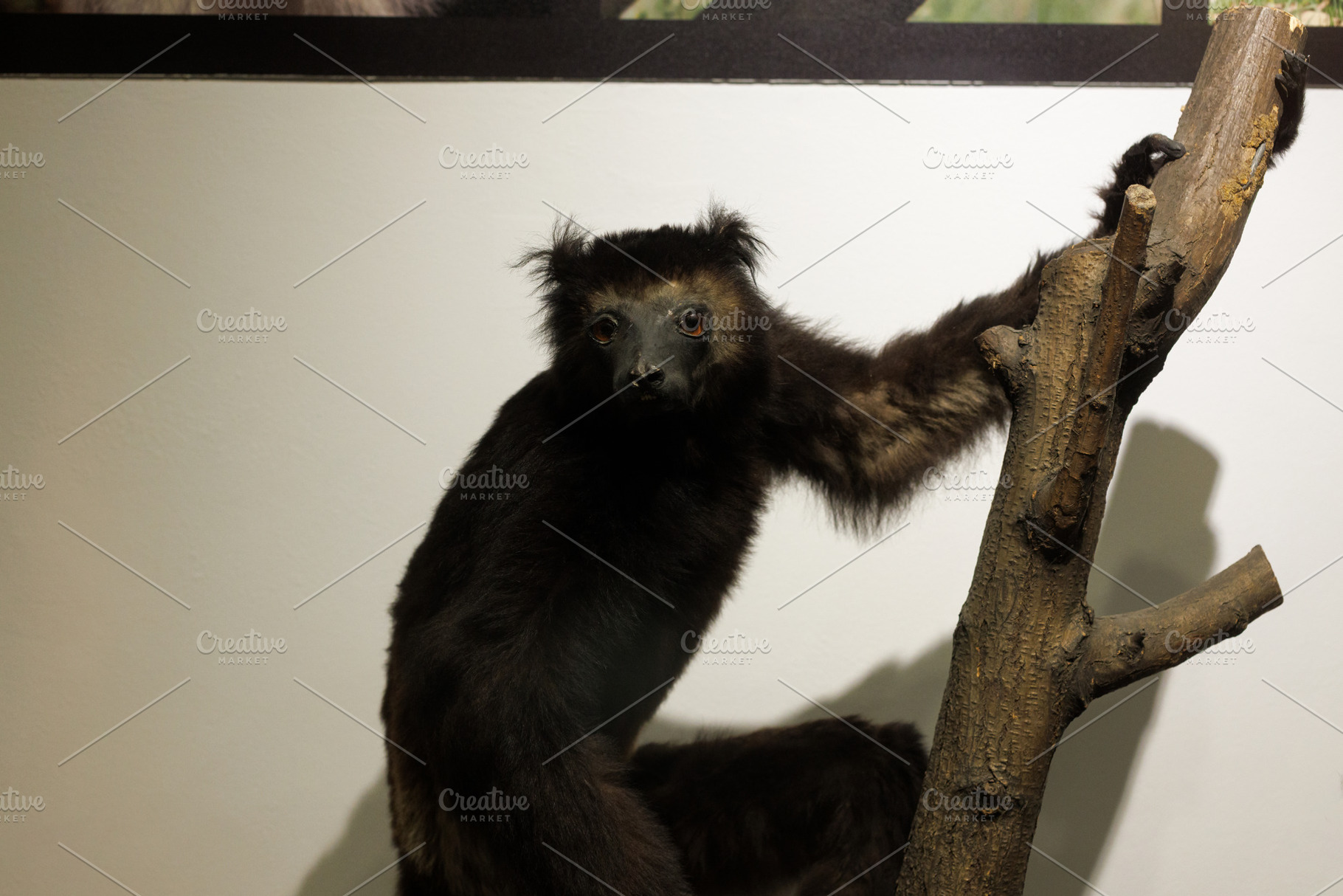 Prosimians or Proscimmia., an Animal Photo by Bepslabor
