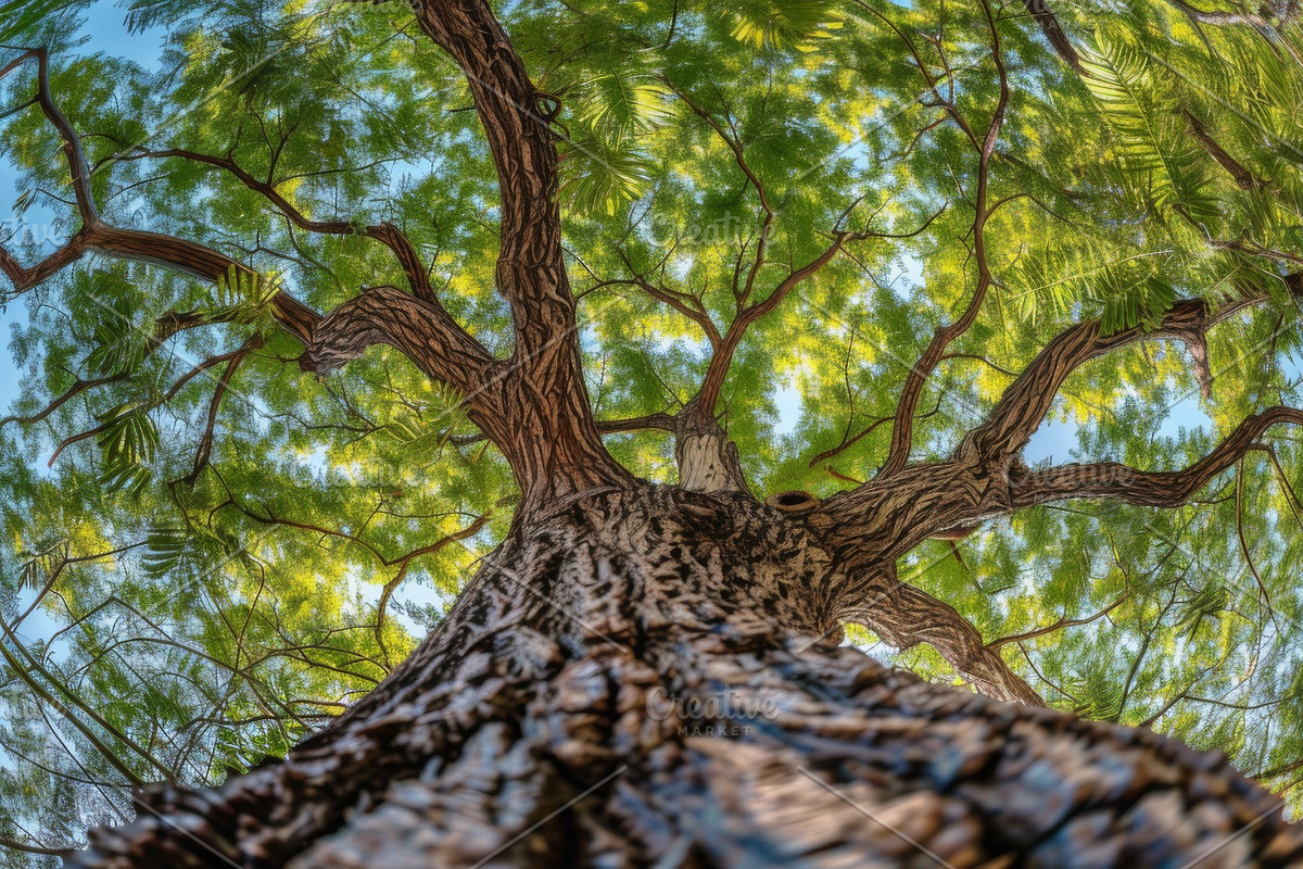 98 Trees view from below, a Nature Photo by Handmadefont (Photo 27 of 98)