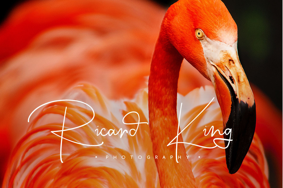 Kalisa Signature Font preview 2