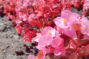 Close-up of blooming pink flowers, a Nature Photo by DanFLCreativo