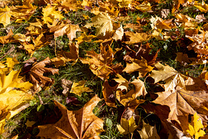 the dry foliage of yellow maples lies on the ground, a Photo by rsoollAI