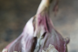 Whole raw garlic bulb with stalk on a dark textured background. Organic garlic, a Nature Photo by Rohan Photography
