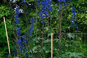 Tall blue flowers in Reykjavik garden surrounded by lush greenery and vegetatio, a Photo by AS photostudio