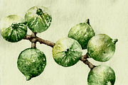 Macadamia nuts, an Illustration by Watercolor_Vector Graphic (Thumbnail 1 of 2)
