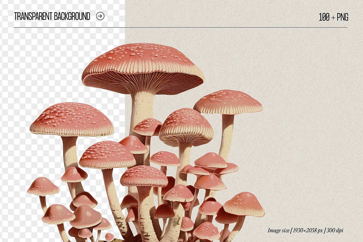 Fungi - botanical illustrations, an Object Graphic by AI Crafted Magnolia (Photo 2 of 13)