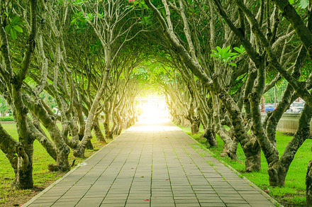 Tree featuring light, success, and asphalt