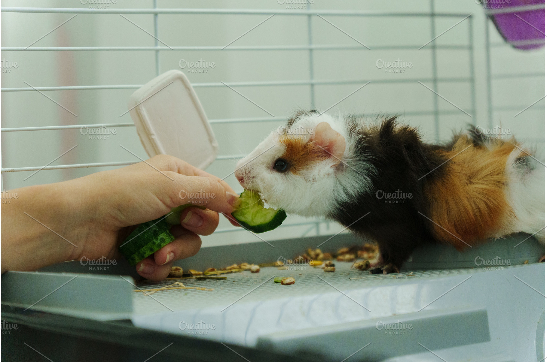 Guinea pig peeks out of its cozy, an Animal Photo by darksoul72