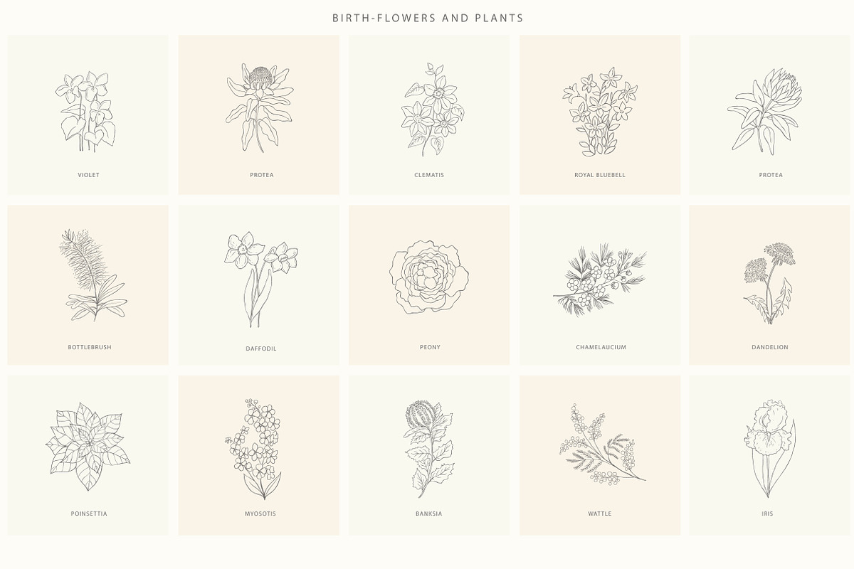 Birth-Flowers. Trendy Plants, Logos, a Seasonal Illustration by Designwork (Photo 2 of 21)