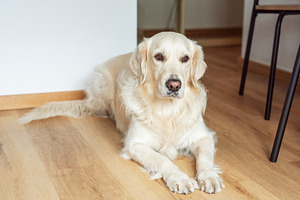 Golden retriever dog resting on wooden floor inside home, an Animal Photo by Olena Rudo