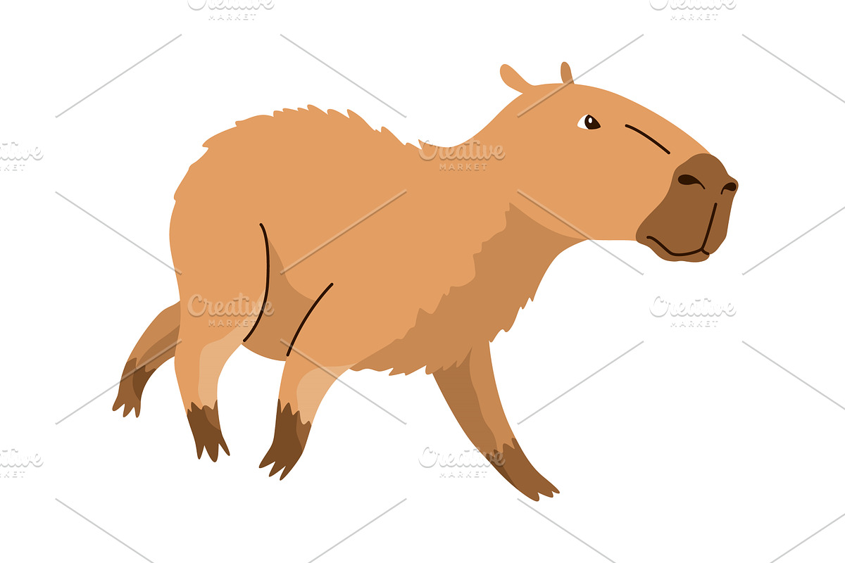 Capybara. Cartoon cute animal, wild, an Animal Illustration by the8monkey