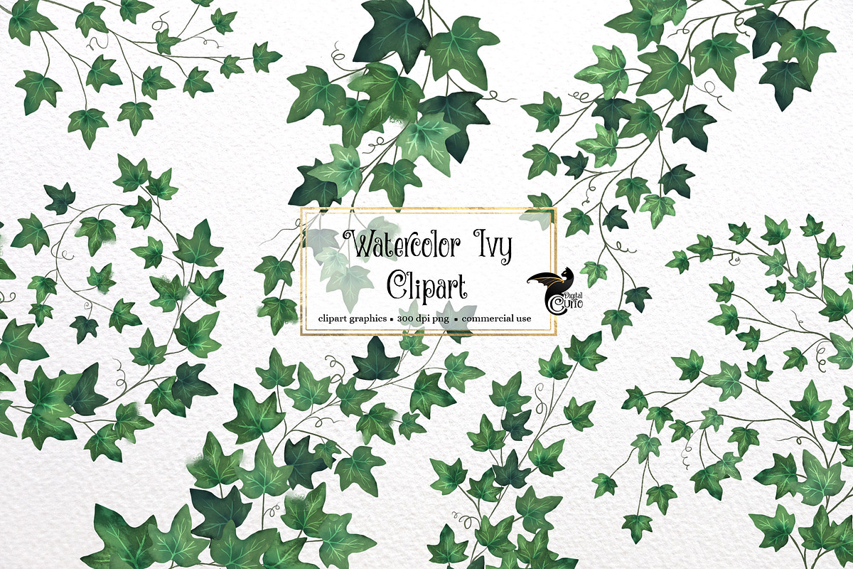 Watercolor Ivy Clipart, an Illustration by Digital Curio (Photo 1 of 5)