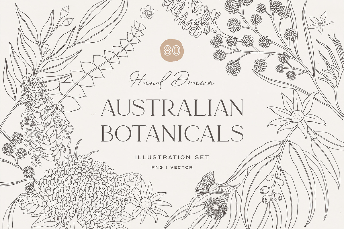 Australian Botanical Illustrations, a Decorative Illustration by rouxsupplyco (Photo 1 of 13)