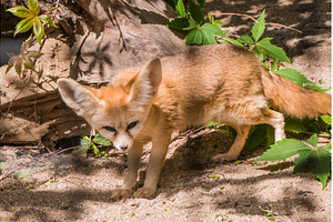Fennec fox or desert fox, cute, an Animal Photo by COLORFUL