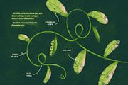 Fresh Brush Set for Procreate, a Brush Add-On by Stolenpencil (Thumbnail 2 of 9)