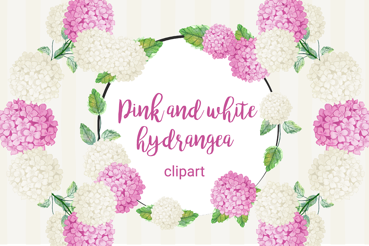Pink and white hydrangea clipart, an Illustration by Annakristal (Photo 1 of 4)