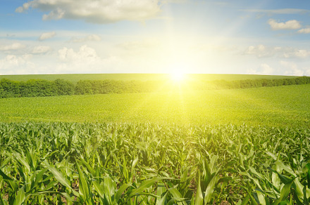 Beautiful sunset on corn field, a Food & Drink Photo by Serg64