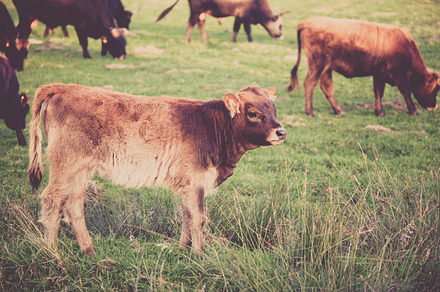 Cow Cowboy Viehscheid Containing Cow Cowboy And Viehscheid preview 6