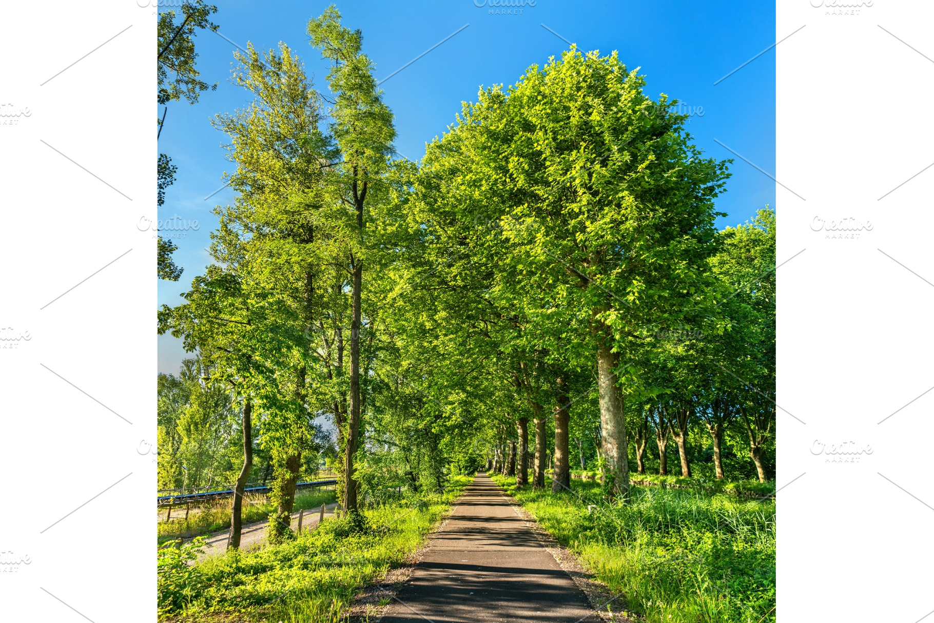 Bikeway along the rhone rhine canal in alsace france stock photo containing, a Nature Photo by Leonid Andronov
