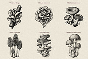 35 Mushrooms & Fungi–Engraved Vector, an Object Graphic by Gonez Studio (Thumbnail 4 of 13)