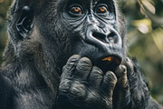 236 surprised animals, an Animal Photo by Handmadefont (Thumbnail 65 of 241)
