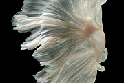 100 Photos of The Siamese Betta fish, an Animal Photo by coffeelover (Thumbnail 12 of 12)