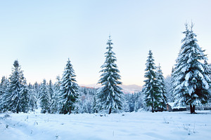 Winter snow covered forest stock photo containing ukraine and beautiful, a Nature Photo by YuriyB