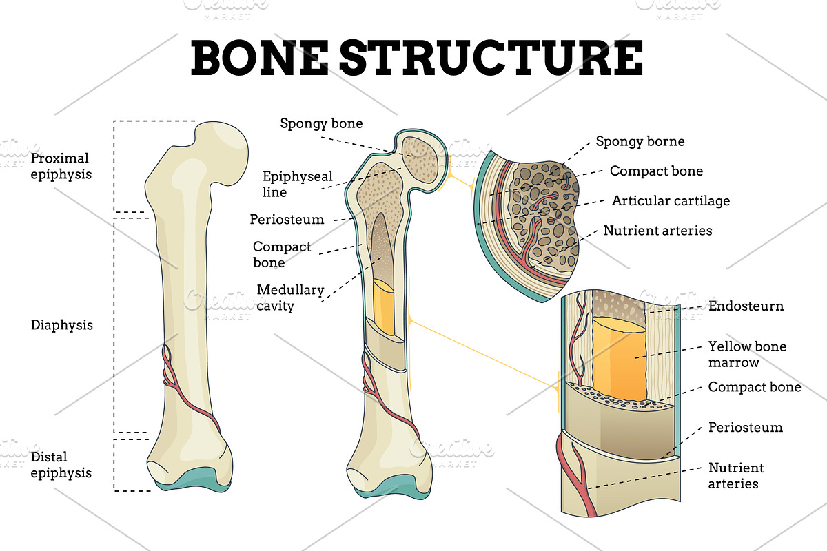 Bone structure set. Biology, an Illustration by Things for designers